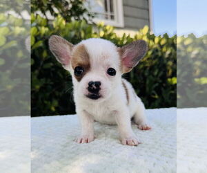 Medium Jack Russell Terrier Mix