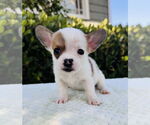 Small Jack Russell Terrier Mix
