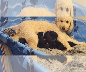 Goldendoodle Litter for sale in BATTLE GROUND, WA, USA