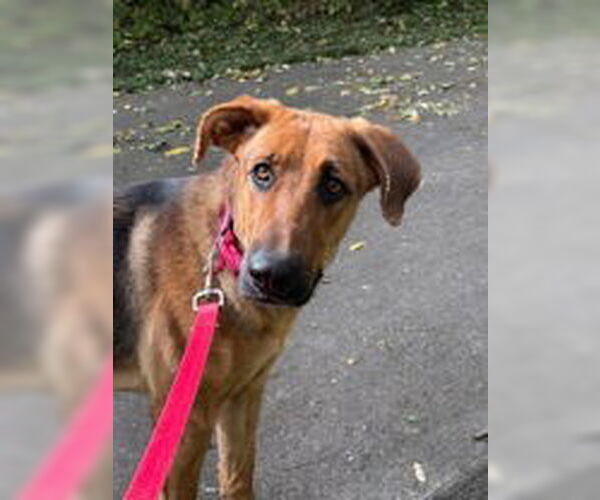 Medium Photo #1 German Shepherd Dog Puppy For Sale in Oskaloosa, IA, USA