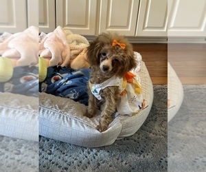 Poodle (Toy) Puppy for Sale in MONTGOMERY, Alabama USA