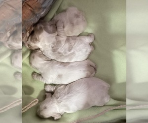 Cocker Spaniel Puppy for sale in CADDO, OK, USA