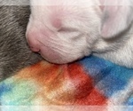 Small Photo #4 American Pit Bull Terrier Puppy For Sale in BONNEY LAKE, WA, USA
