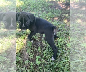Boxer Puppy for sale in FORT MYERS, FL, USA