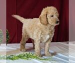 Small Photo #5 Goldendoodle-Poodle (Miniature) Mix Puppy For Sale in GORDONVILLE, PA, USA