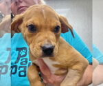 Small #5 Catahoula Leopard Dog-Labrador Retriever Mix