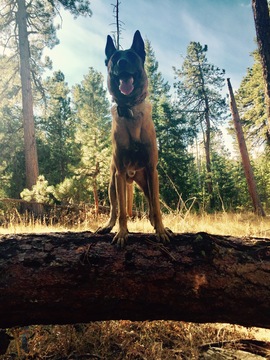 Medium Photo #1 Belgian Malinois Puppy For Sale in EVANS, CO, USA