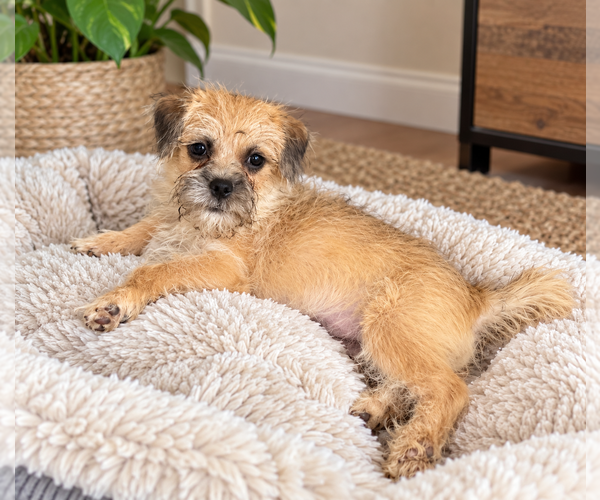 Medium Photo #3 Border Terrier-Brussels Griffon Mix Puppy For Sale in Phoenix, AZ, USA
