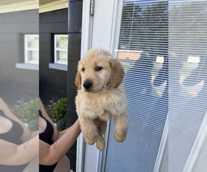 Medium Golden Retriever