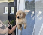 Puppy Lindsay Golden Retriever