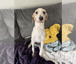 Small #1 Mutt