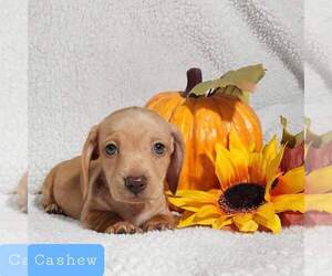 Dachshund Puppy for sale in AIKEN, SC, USA