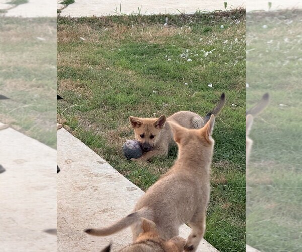 Medium Photo #4 German Shepherd Dog-Wolf Hybrid Mix Puppy For Sale in HAMILTON, TX, USA