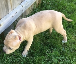 American Bully Puppy for Sale in SYRACUSE, New York USA