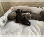 Small Photo #7 French Bulldog Puppy For Sale in DANIA, FL, USA