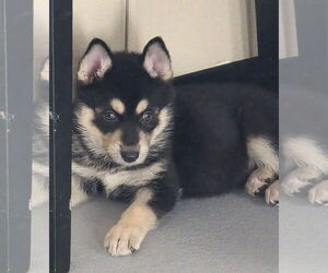 Siberian Husky-Unknown Mix Dogs for adoption in McKinney, TX, USA