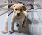 Small #2 Labrador Retriever Mix