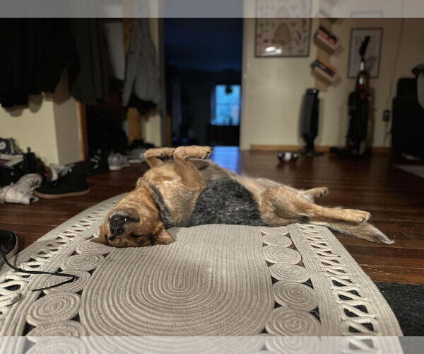 Medium Photo #4 Mutt Puppy For Sale in Garden City, NY, USA