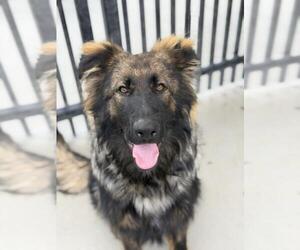 German Shepherd Dog Dogs for adoption in Santa Maria, CA, USA