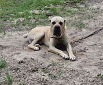 Small Photo #1 Cane Corso Puppy For Sale in COLUMBIA, SC, USA