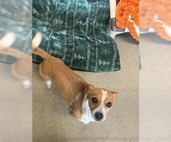 Medium Photo #2 Chihuahua Puppy For Sale in San Martin, CA, USA