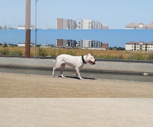 Mother of the Dogo Argentino puppies born on 11/16/2021