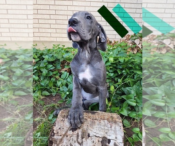 Medium Photo #37 Great Dane Puppy For Sale in OGDEN, UT, USA