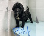 Small Photo #1 Bernedoodle Puppy For Sale in CLARE, IL, USA