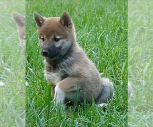 Shiba Inu Puppy for sale in THREE RIVERS, MI, USA