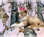 Small #9 Australian Shepherd