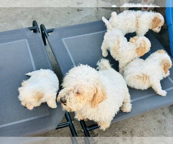 Medium Photo #8 Poodle (Toy) Puppy For Sale in SAN BERNARDINO, CA, USA