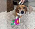 Small #3 Beagle