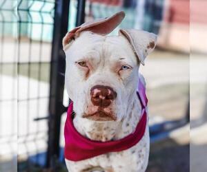 American Staffordshire Terrier-Unknown Mix Dogs for adoption in San Antonio, TX, USA
