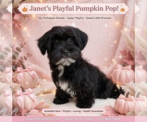 Maltipoo (Miniature) Puppy for sale in TAYLOR, TX, USA