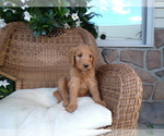 Puppy Lexi Goldendoodle