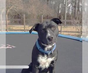 Raven - Female Retriever -Unknown Mix Dog for Adoption - Photo #10