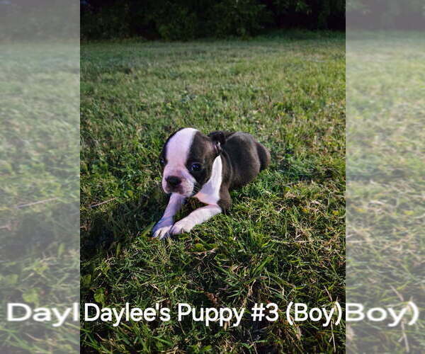 Medium Photo #4 Boston Terrier Puppy For Sale in CALDWELL, TX, USA