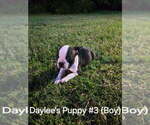 Small #3 Boston Terrier