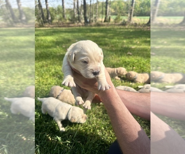 Medium Photo #3 Golden Retriever Puppy For Sale in CONCORD, VA, USA