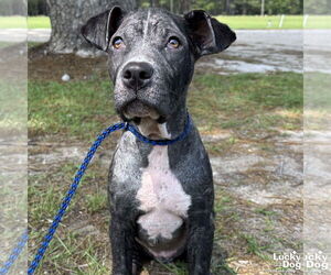 Labrador Retriever-Retriever  Mix Dogs for adoption in Washington, DC, USA