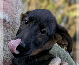 Labrador Retriever-Unknown Mix Dogs for adoption in Aurora, IN, USA