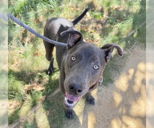 Labmaraner Dogs for adoption in Martinez, CA, USA