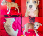 Puppy Puppy 5 American Bully