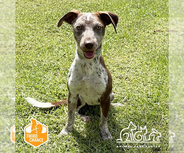 Medium Photo #1 Pointer-Unknown Mix Puppy For Sale in Irvine, CA, USA