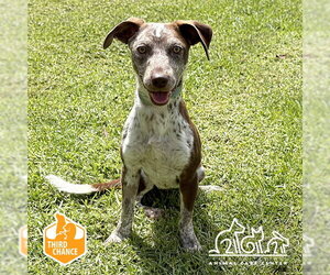 Pointer-Unknown Mix Dogs for adoption in Irvine, CA, USA