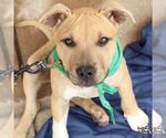 Small #1 Mutt