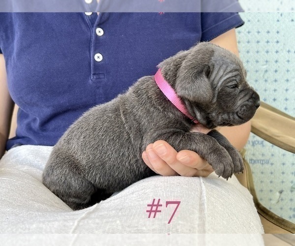 Medium Photo #4 Cane Corso Puppy For Sale in BUMPASS, VA, USA
