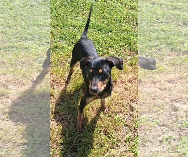 Medium Photo #7 Beagle-Mountain Cur Mix Puppy For Sale in Cookeville, TN, USA