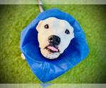 Small #1 American Pit Bull Terrier