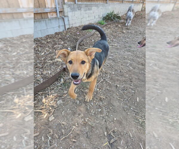 Medium Photo #2 Mutt Puppy For Sale in San Diego, CA, USA